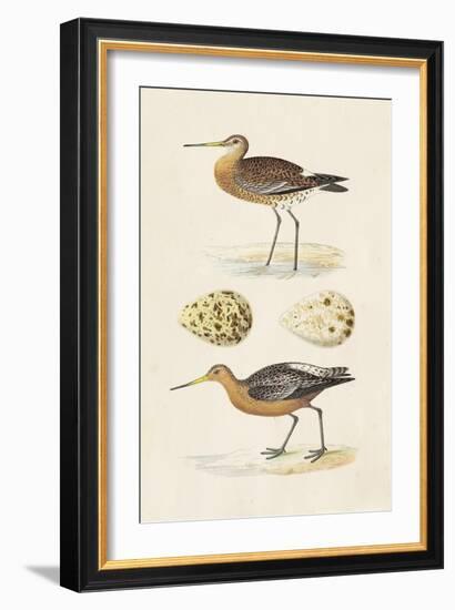 Sandpipers & Eggs IV-Morris-Framed Art Print