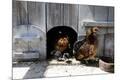 Premium Photographic Print