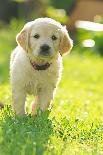 Golden retriever dog puppy in the garden, close-up-Sandra Gutekunst-Photographic Print