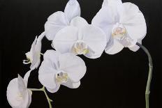 White Bloom II-Sandra Iafrate-Art Print