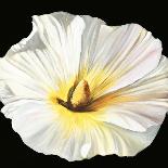 White Bloom II-Sandra Iafrate-Art Print