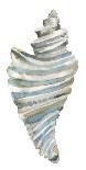 Coastal Seashells - Drill-Sandra Jacobs-Giclee Print