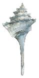 Coastal Seashells - Whelk-Sandra Jacobs-Giclee Print