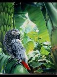 African Grey Parrot, 1990-Sandra Lawrence-Giclee Print
