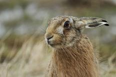 Brown Hare (Lepus Europaeus) Headshot.-Sandra Standbridge-Photographic Print
