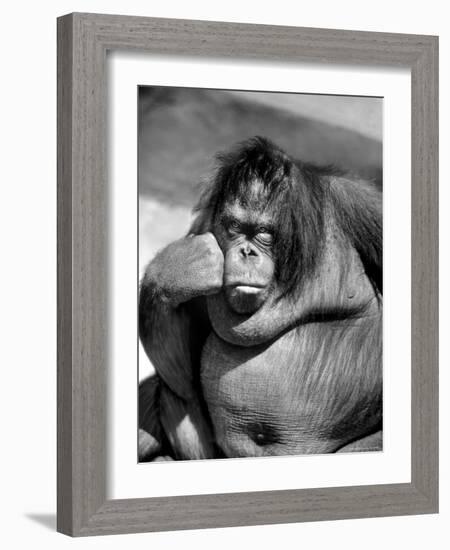 Sandra the Orangutan with Cheek Resting on Hand and Thoughtful Expression, at the Bronx Zoo-Nina Leen-Framed Photographic Print