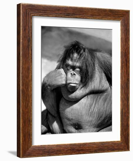 Sandra the Orangutan with Cheek Resting on Hand and Thoughtful Expression, at the Bronx Zoo-Nina Leen-Framed Photographic Print