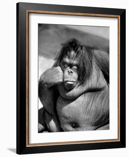 Sandra the Orangutan with Cheek Resting on Hand and Thoughtful Expression, at the Bronx Zoo-Nina Leen-Framed Photographic Print