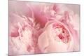 Premium Photographic Print