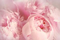 Closeup of Peony Flowers-Sandralise-Framed Photographic Print
