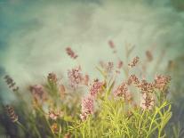 Lavender Flowers with Vintage Color Filters-Sandralise-Framed Photographic Print