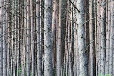 Birch Woods-Sandro De Carvalho-Framed Art Print