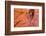 Sandstone formations in Peek-a-boo Gulch, Grand Staircase-Escalante National Monument, Utah, USA-Russ Bishop-Framed Photographic Print