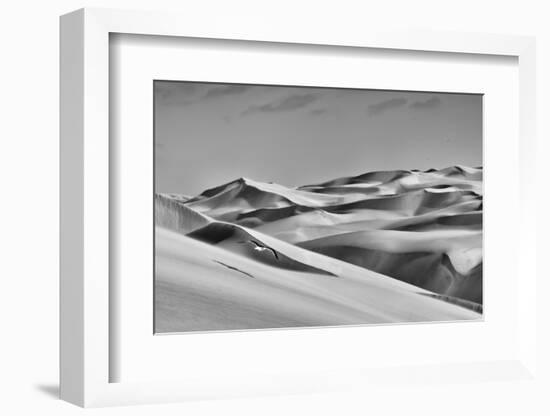 Sandwich Harbor, Namibia. Gull Flies over Immense Sand Dunes-Janet Muir-Framed Photographic Print