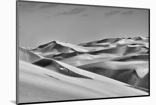 Sandwich Harbor, Namibia. Gull Flies over Immense Sand Dunes-Janet Muir-Mounted Photographic Print