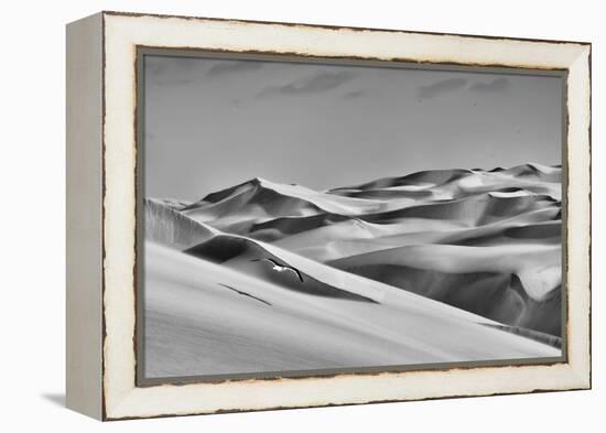 Sandwich Harbor, Namibia. Gull Flies over Immense Sand Dunes-Janet Muir-Framed Premier Image Canvas