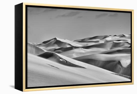 Sandwich Harbor, Namibia. Gull Flies over Immense Sand Dunes-Janet Muir-Framed Premier Image Canvas