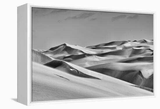 Sandwich Harbor, Namibia. Gull Flies over Immense Sand Dunes-Janet Muir-Framed Premier Image Canvas