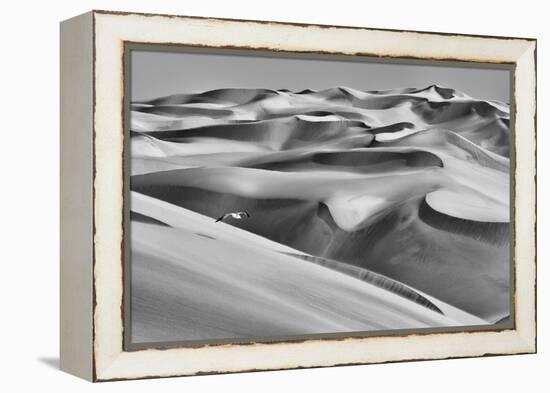 Sandwich Harbor, Namibia. Gull Flies over Immense Sand Dunes-Janet Muir-Framed Premier Image Canvas