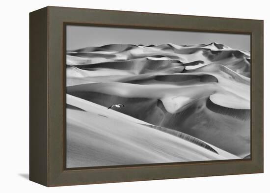 Sandwich Harbor, Namibia. Gull Flies over Immense Sand Dunes-Janet Muir-Framed Premier Image Canvas