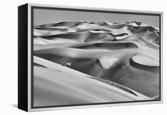 Sandwich Harbor, Namibia. Gull Flies over Immense Sand Dunes-Janet Muir-Framed Premier Image Canvas