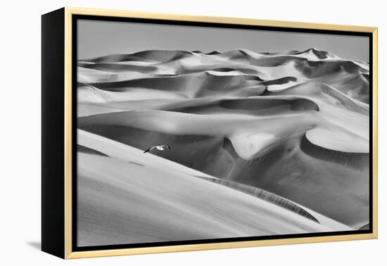 Sandwich Harbor, Namibia. Gull Flies over Immense Sand Dunes-Janet Muir-Framed Premier Image Canvas