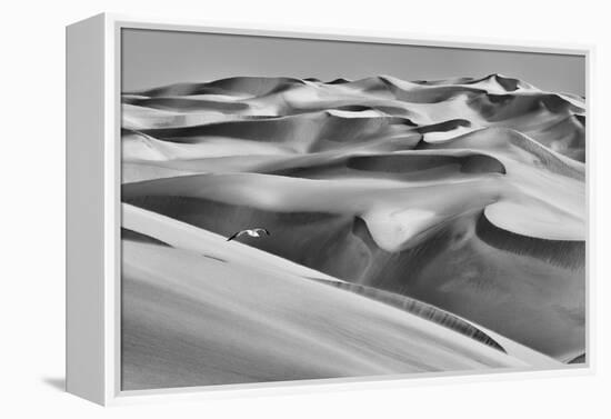 Sandwich Harbor, Namibia. Gull Flies over Immense Sand Dunes-Janet Muir-Framed Premier Image Canvas