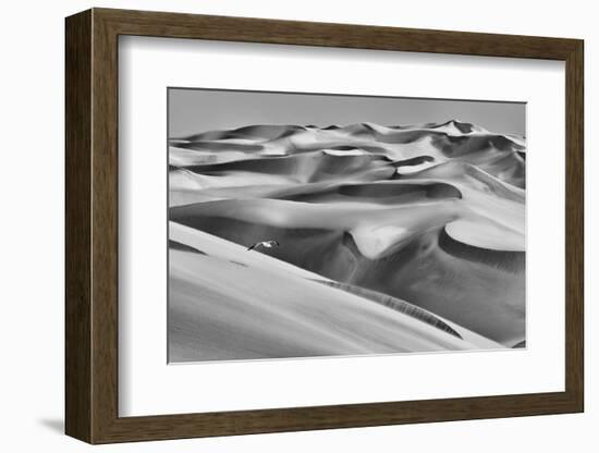 Sandwich Harbor, Namibia. Gull Flies over Immense Sand Dunes-Janet Muir-Framed Photographic Print