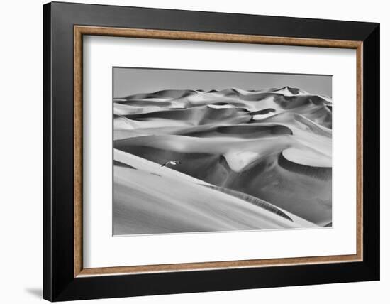 Sandwich Harbor, Namibia. Gull Flies over Immense Sand Dunes-Janet Muir-Framed Photographic Print