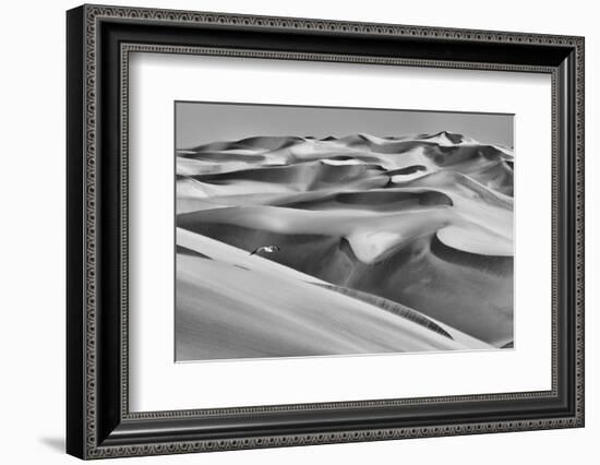 Sandwich Harbor, Namibia. Gull Flies over Immense Sand Dunes-Janet Muir-Framed Photographic Print