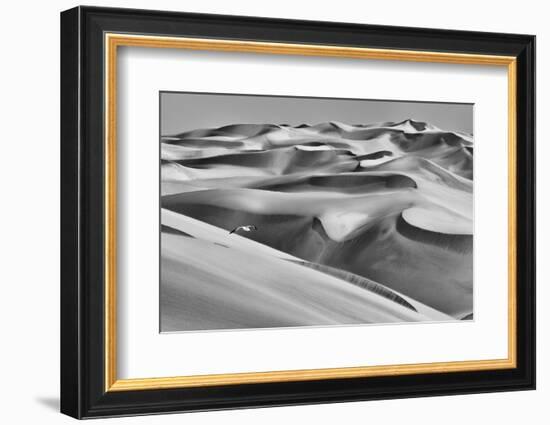 Sandwich Harbor, Namibia. Gull Flies over Immense Sand Dunes-Janet Muir-Framed Photographic Print