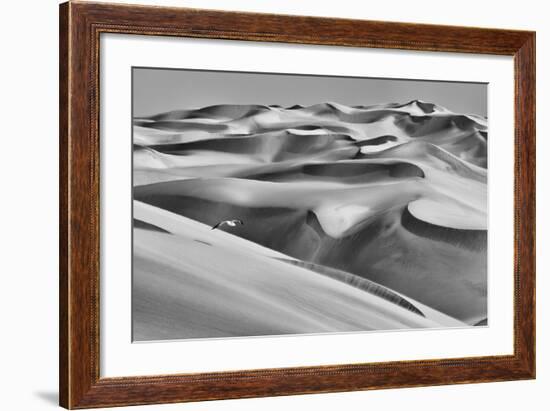 Sandwich Harbor, Namibia. Gull Flies over Immense Sand Dunes-Janet Muir-Framed Photographic Print