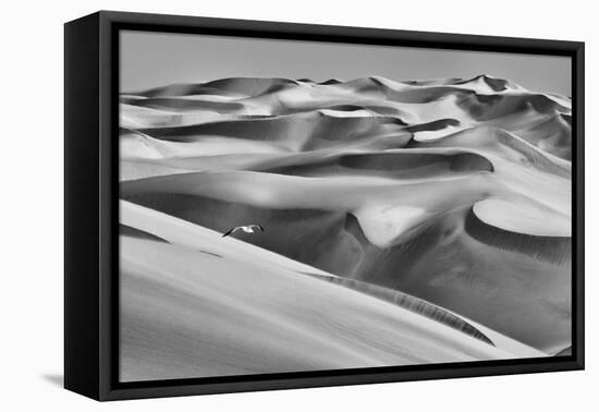 Sandwich Harbor, Namibia. Gull flies over immense sand dunes.-Janet Muir-Framed Premier Image Canvas