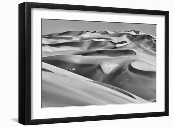 Sandwich Harbor, Namibia. Gull flies over immense sand dunes.-Janet Muir-Framed Photographic Print