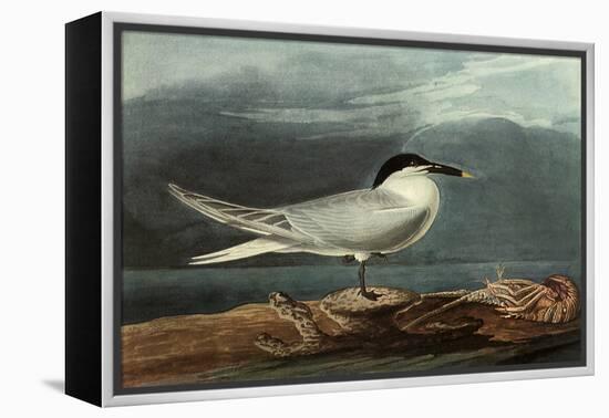 Sandwich Tern-John James Audubon-Framed Premier Image Canvas