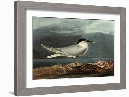 Sandwich Tern-John James Audubon-Framed Giclee Print