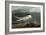 Sandwich Tern-John James Audubon-Framed Giclee Print