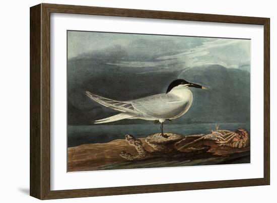 Sandwich Tern-John James Audubon-Framed Giclee Print