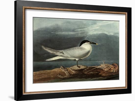 Sandwich Tern-John James Audubon-Framed Giclee Print