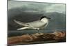 Sandwich Tern-John James Audubon-Mounted Giclee Print