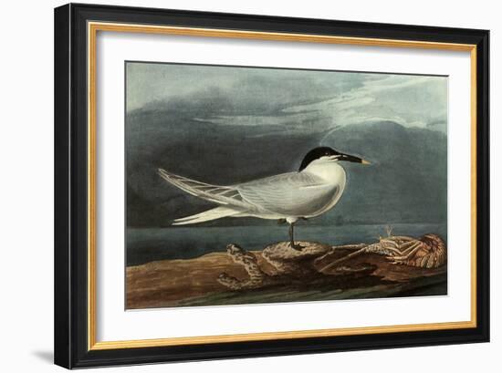 Sandwich Tern-John James Audubon-Framed Giclee Print