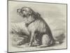 Sandy, from the Crimea, the Dog of the Sappers and Miners-null-Mounted Giclee Print