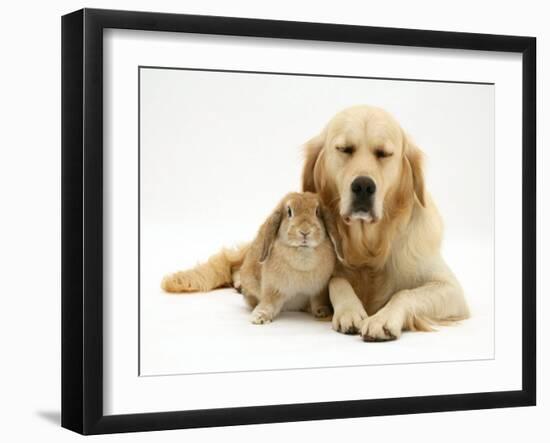 Sandy Lop Rabbit Cuddling up with Sleepy Golden Retriever Bitch-Jane Burton-Framed Photographic Print