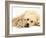 Sandy Lop Rabbit Resting with Golden Retriever Bitch-Jane Burton-Framed Photographic Print