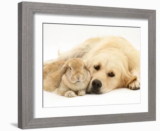 Sandy Lop Rabbit Resting with Golden Retriever Bitch-Jane Burton-Framed Photographic Print