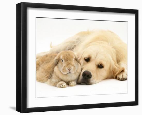 Sandy Lop Rabbit Resting with Golden Retriever Bitch-Jane Burton-Framed Photographic Print