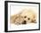 Sandy Lop Rabbit Resting with Golden Retriever Bitch-Jane Burton-Framed Photographic Print