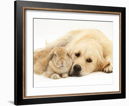 Sandy Lop Rabbit Resting with Golden Retriever Bitch-Jane Burton-Framed Photographic Print