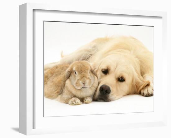 Sandy Lop Rabbit Resting with Golden Retriever Bitch-Jane Burton-Framed Photographic Print