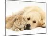 Sandy Lop Rabbit Resting with Golden Retriever Bitch-Jane Burton-Mounted Photographic Print